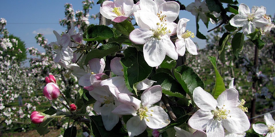 Appelbloesem