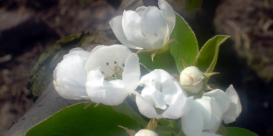 Perenbloesem