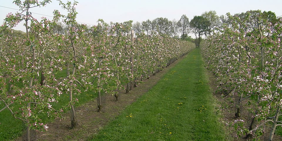 Appelbloesem
