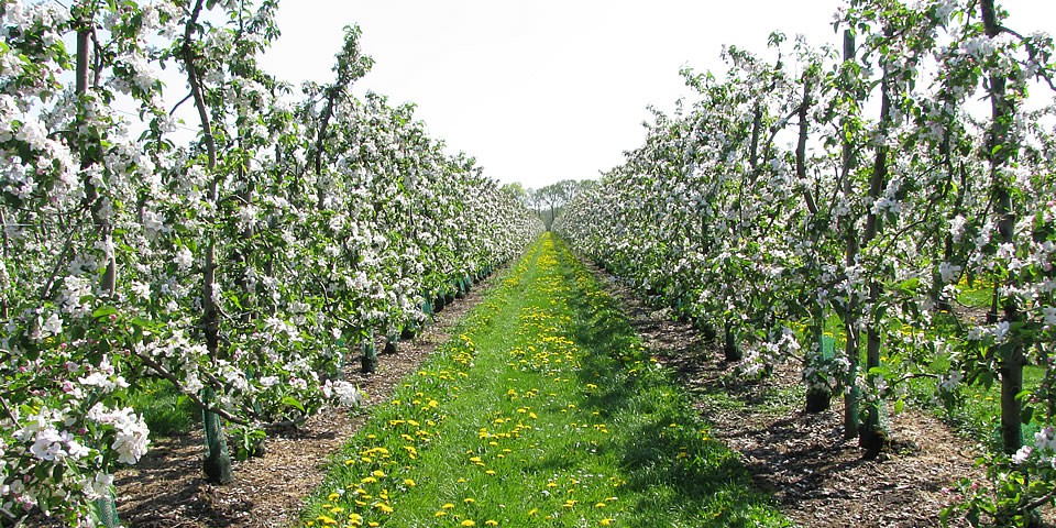 Appelbloesem