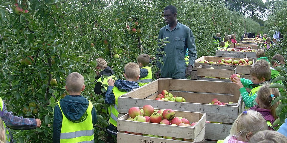 Appels plukken