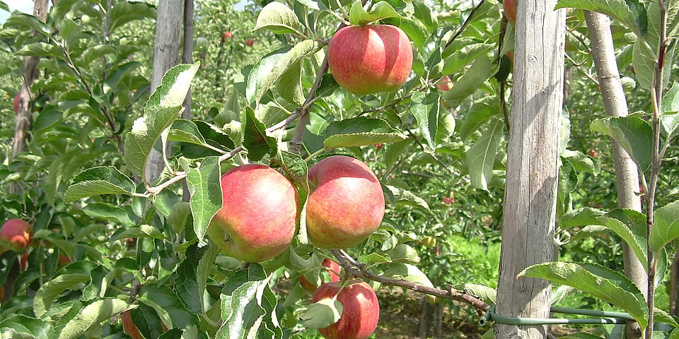 Plukrijp