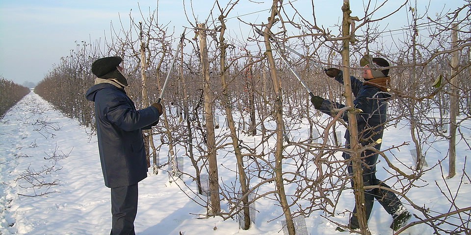 Wintersnoei