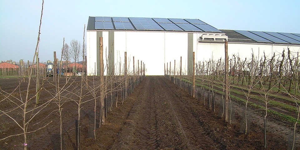 Jonge bomen